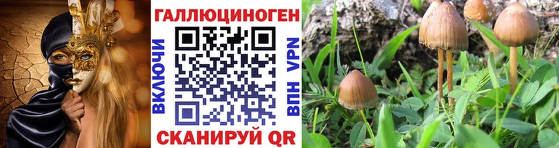 Галлюциногенные грибы Psilocybine cubensis  Павлово 